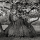 Illustration for article titled Extraordinary pictures of the most ancient trees on Earth